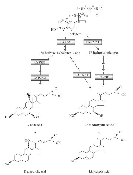 Bile acid synthesis