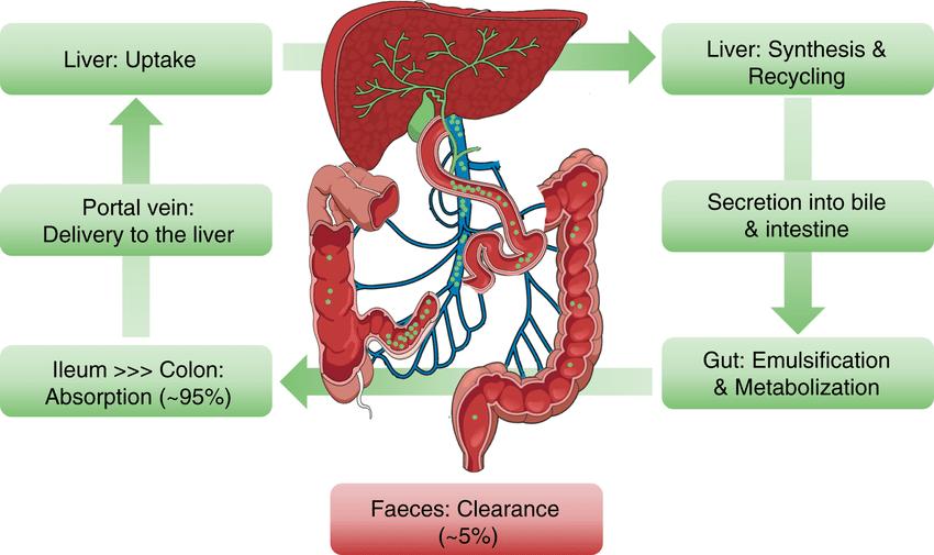 Bile Acid Metabolism: Synthesis, Transport, and Microbiota Interactions