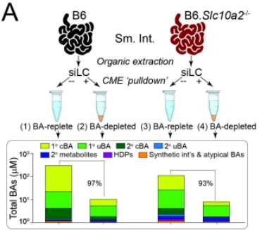 Bar chart showing the percentage depletion of total bile acids by cholestyramine treatment in intact small intestine luminal content (siLC) extracts from wild type and Asbt-deficient mice.