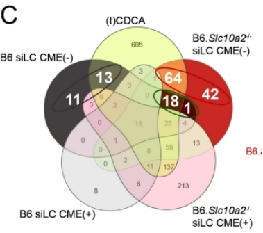 Venn diagram illustrating the overlap and unique sets of genes differentially expressed in wild type and Asbt-deficient bile acid-replete small intestine luminal content (siLC) extracts compared to vehicle (DMSO) alone.