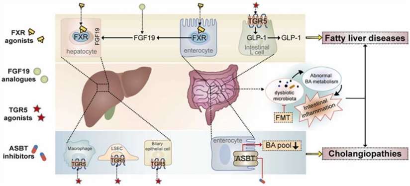 Targeting bile acid signaling for the treatment of liver diseases