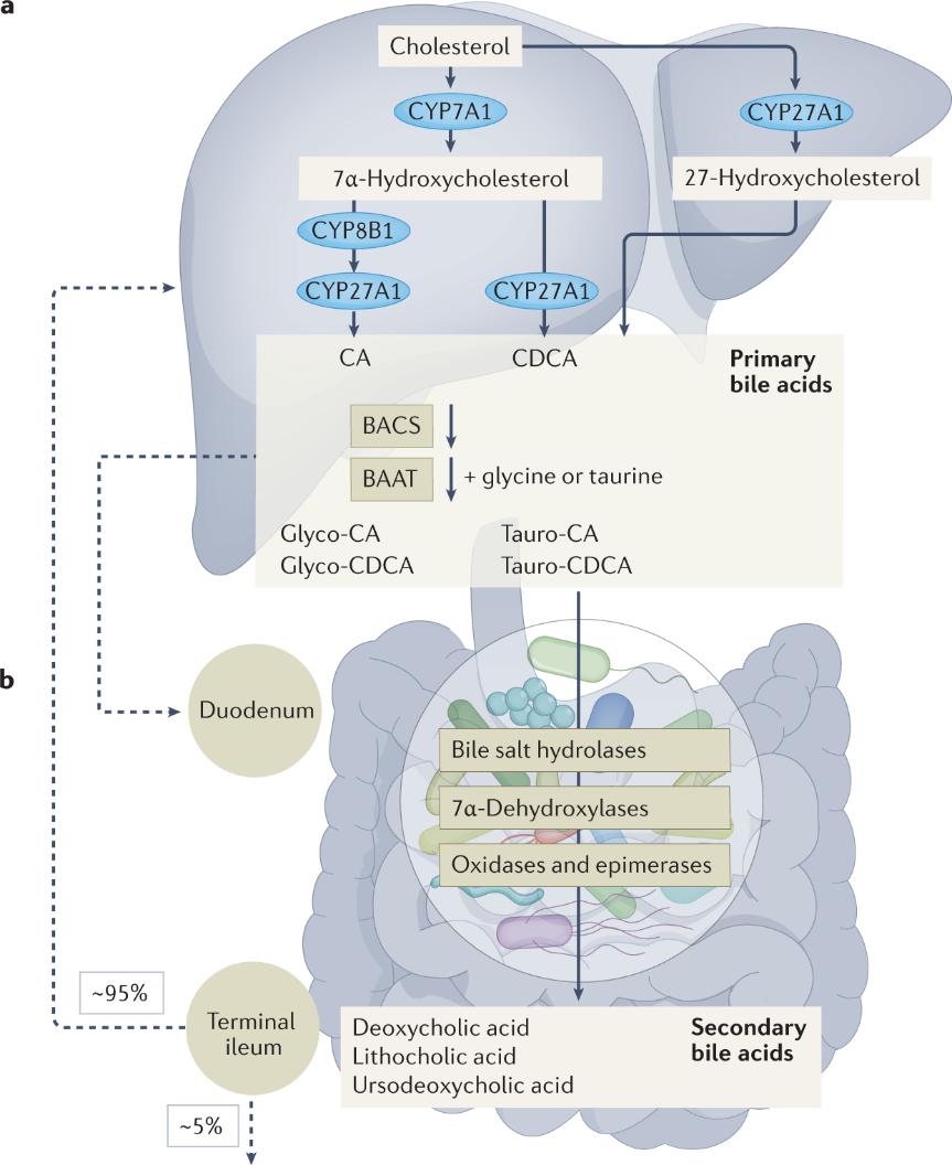 Bile Acids: Functions, Disease Implications, and Detection Methods