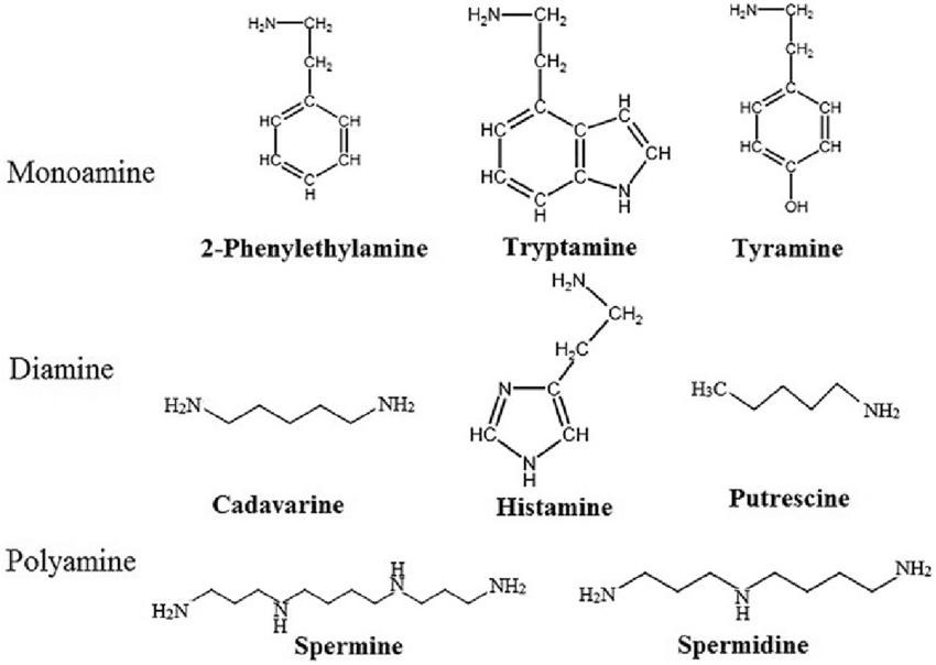 Structure of some common biogenic amines