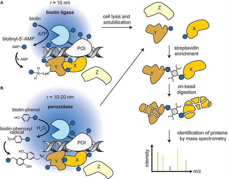 Ummethum H, Hamperl S. Proximity Labeling Techniques to Study Chromatin.