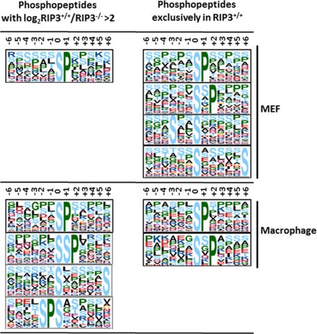 Figure 15 motif-1