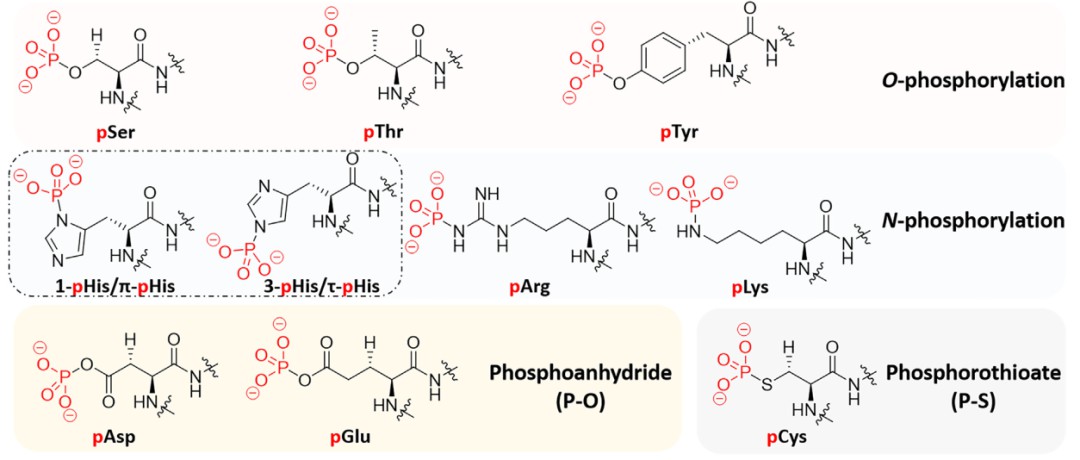 Bioinformatic Analysis Of Phosphorylated Proteomes