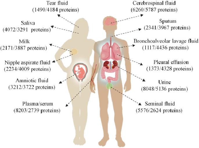 The distribution of 12 types of body fluids