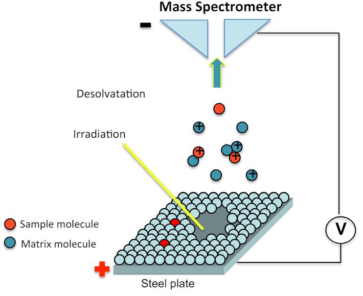 The principle of matrix-assisted laser desorption/ ionization time of flight mass spectrometer