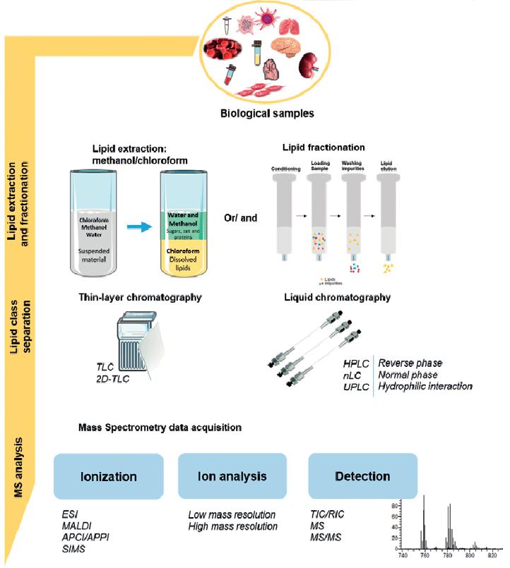 Sample preparation in lipidomics, from lipid extraction, through fractionation to analysis