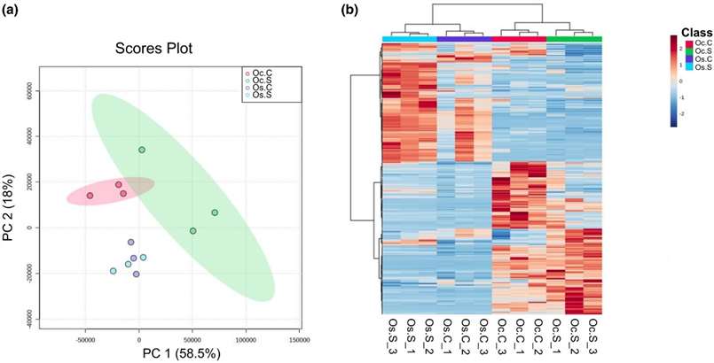 PCA score plot and hierarchical clustering heatmap showing metabolite profiles of Oryza sativa and Oryza coarctata under control and salt stress conditions.