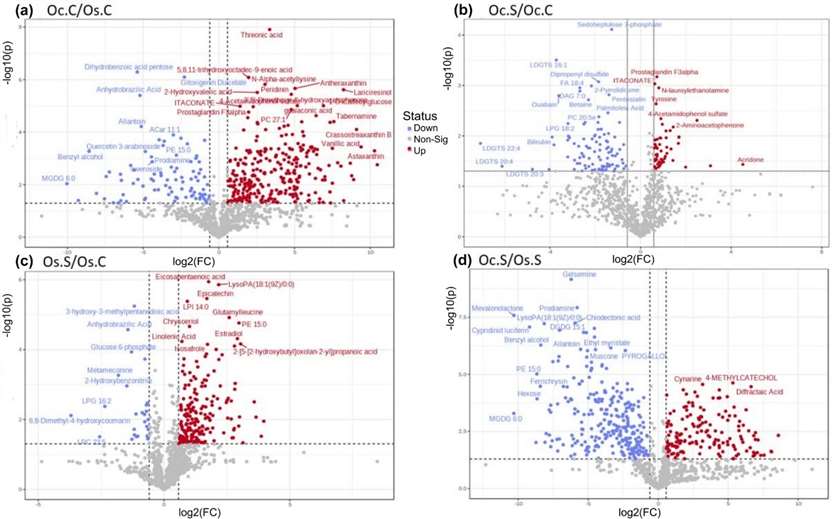 Volcano plots of metabolite changes: a) Oc.C/Os.C, b) Oc.S/Oc.C, c) Os.S/Os.C, d) Oc.S/Os.S. Red = upregulated, blue = downregulated, grey = nonsignificant.