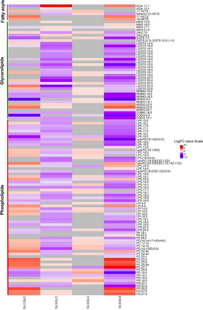 Heatmap of lipid fold changes in Oc.C/Os.C, Oc.S/Oc.C, Os.S/Os.C, and Oc.S/Os.S groups. Grey cells indicate non-significant changes.