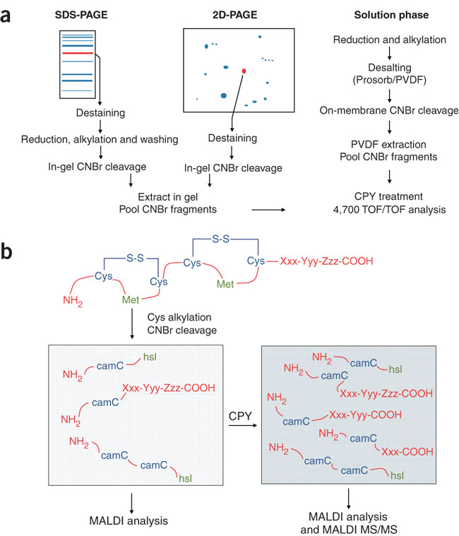 Schematic representation of the different steps in the C-terminal sequencing method