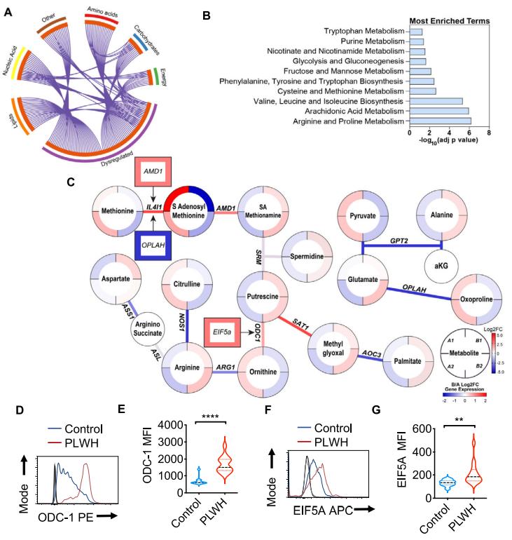 Salivary metabolome analysis in conjunction with transcriptome and flow cytometry analysis of gingival immune cells