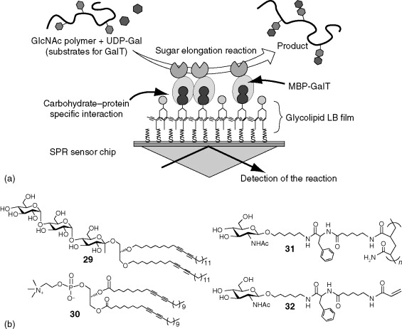 Figure. (a) Detection of the sugar elongation reaction by MBP-GalT immobilized on SPR sensor chip. (b) Chemical structure of photopolymerizable lipids and acceptor substrates