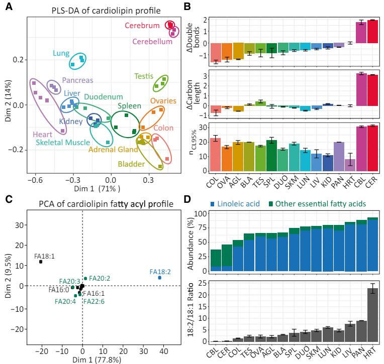 Cardiolipin: Structure, Functions, and Disease Implications