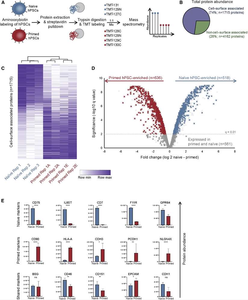 Cell Surface Proteomics