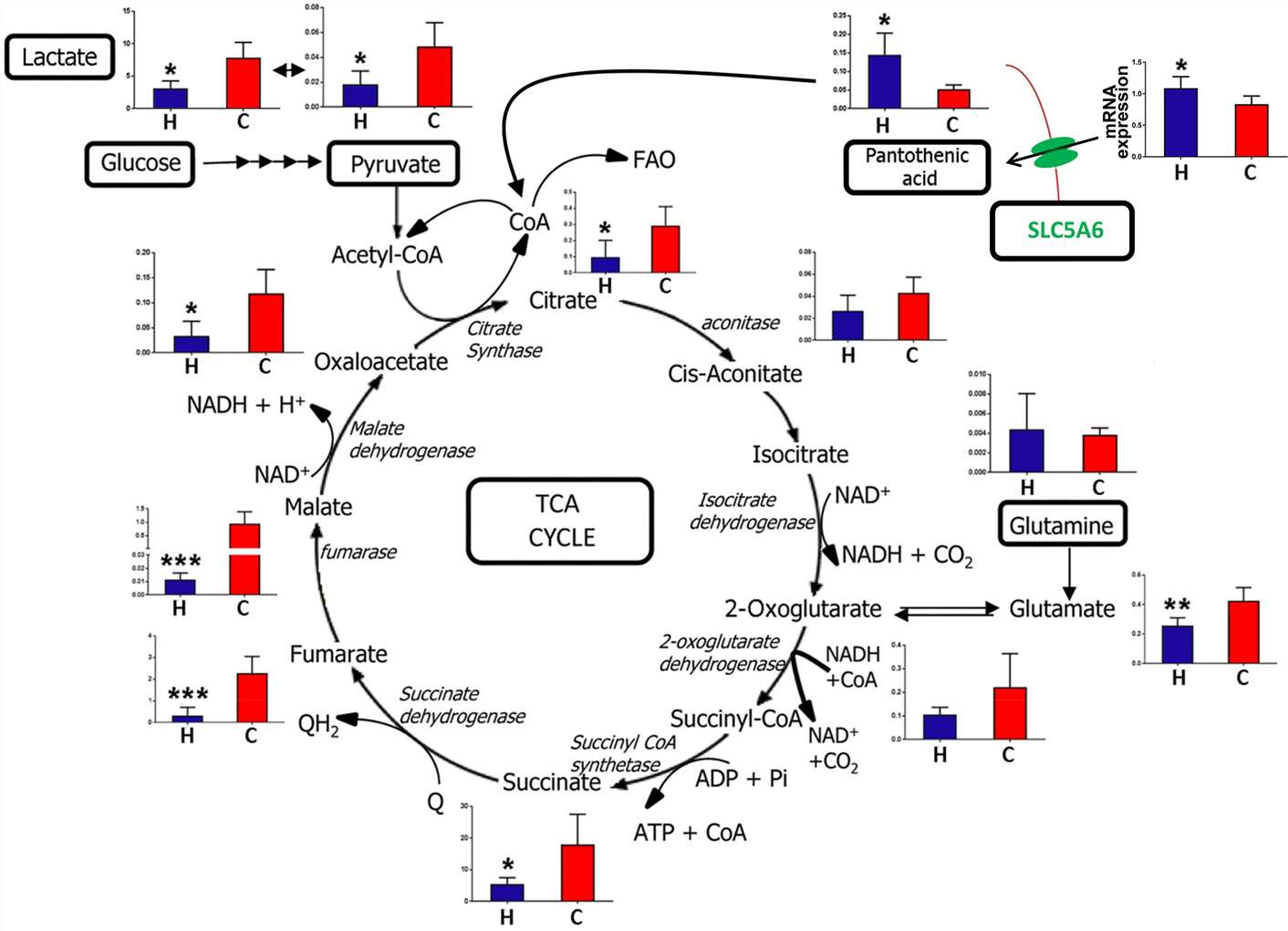 Representation of the TCA cycle and anaplerotic energy metabolites, showing metabolite levels after HFD (H) and control chow (C) feeding to 8 week-old mice for 8 weeks.