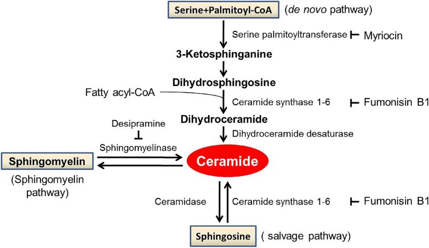 Pathways of ceramide synthesis and degradation