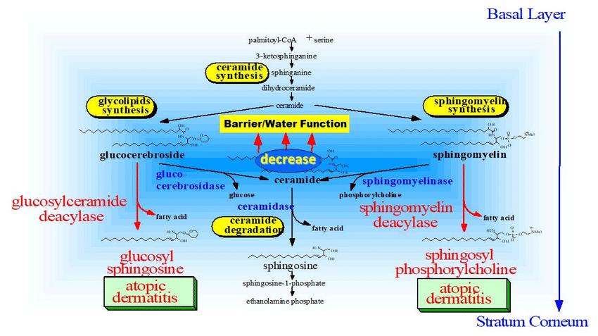 Possible biological mechanisms involved in ceramide deficiency