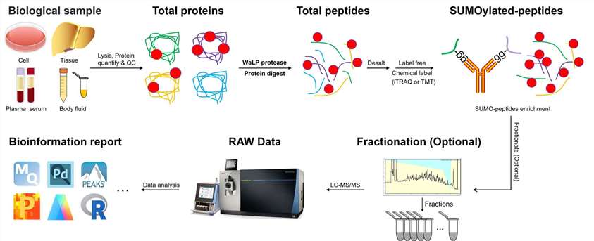 Characterization of Protein SUMOylation