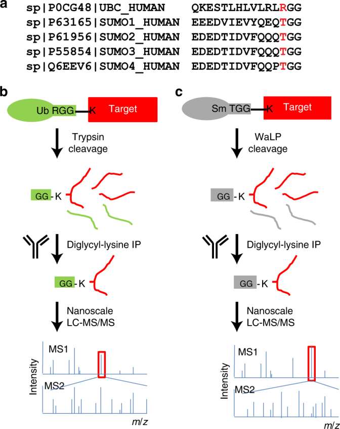 Characterization of Protein SUMOylation