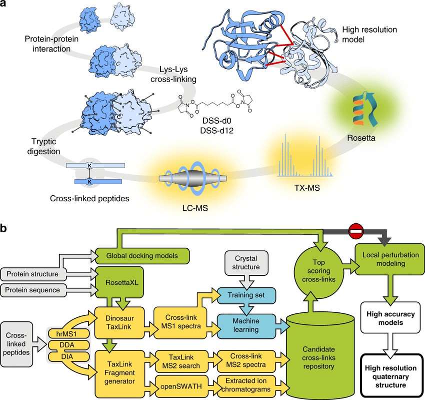 The principle of chemically cross-linking mass spectrometry