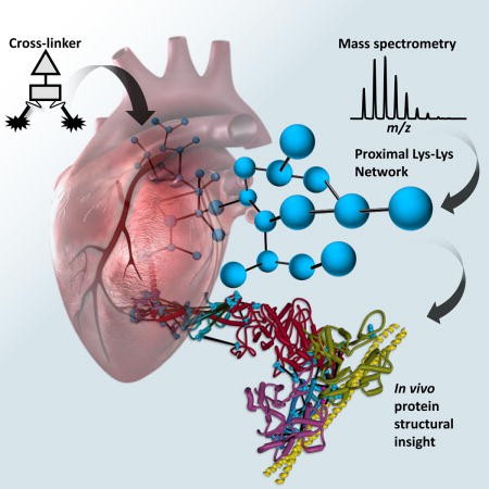 Chemical Cross-linking Mass Spectrometry (CX-MS) Service