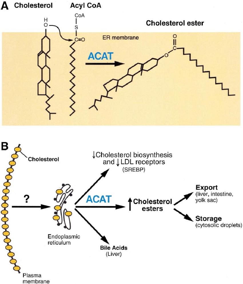 The ACAT reaction and roles for cholesterol esteri¢cation in cells