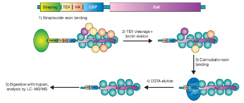 Schematic representation of the tandem-affinity purification strategy