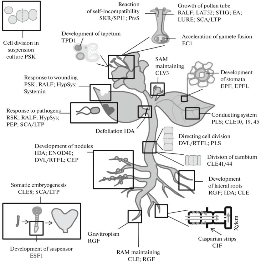 Classification, Function and Mechanism of Action of Plant Hormones