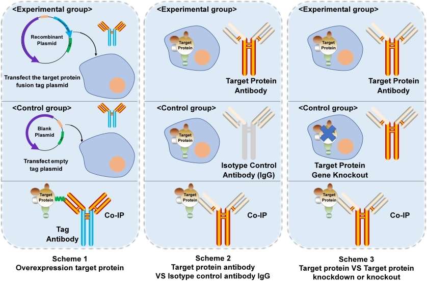 Co-immunoprecipitation/mass spectrometry (Co-IP/MS)