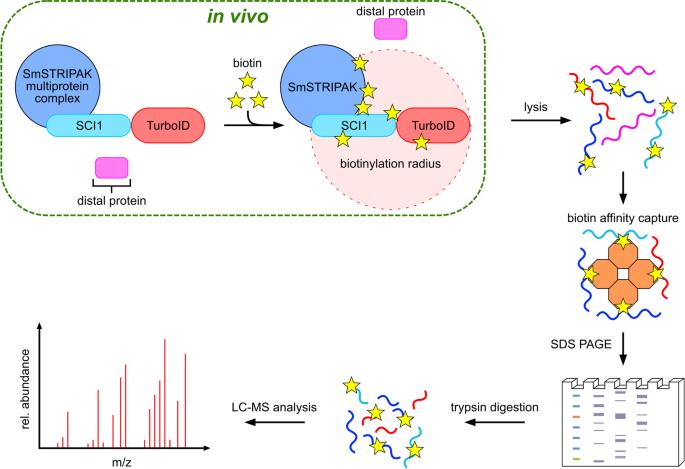 Workflow of BioID experiment with SCI1 as bait