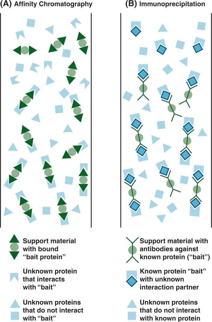 Comparing Protein Enrichment Techniques: IP vs. Affinity Chromatography vs. Pull-Down Assays