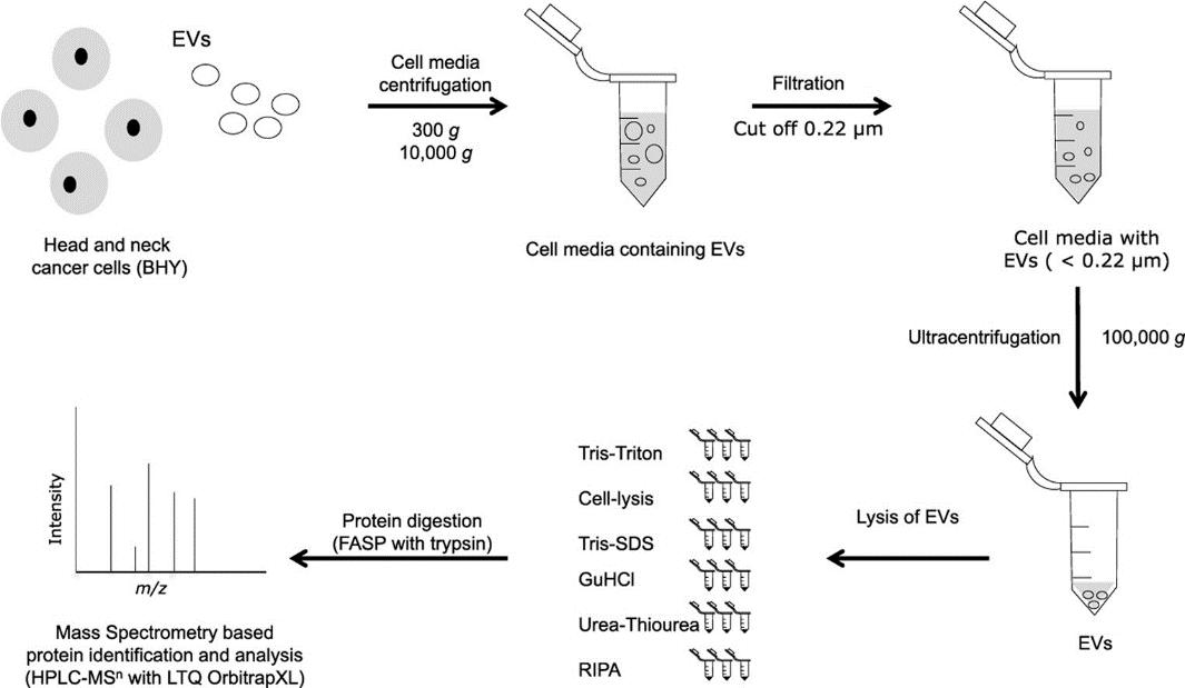 Isolate proteins from extracellular vesicles for mass spectrometry-based proteomic analyses