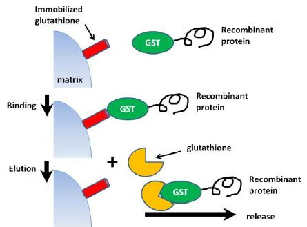 Comprehensive Guide to GST-Tagged Protein Purification and Applications