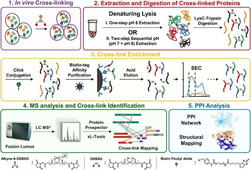 Crosslinking Protein Interaction Analysis Service