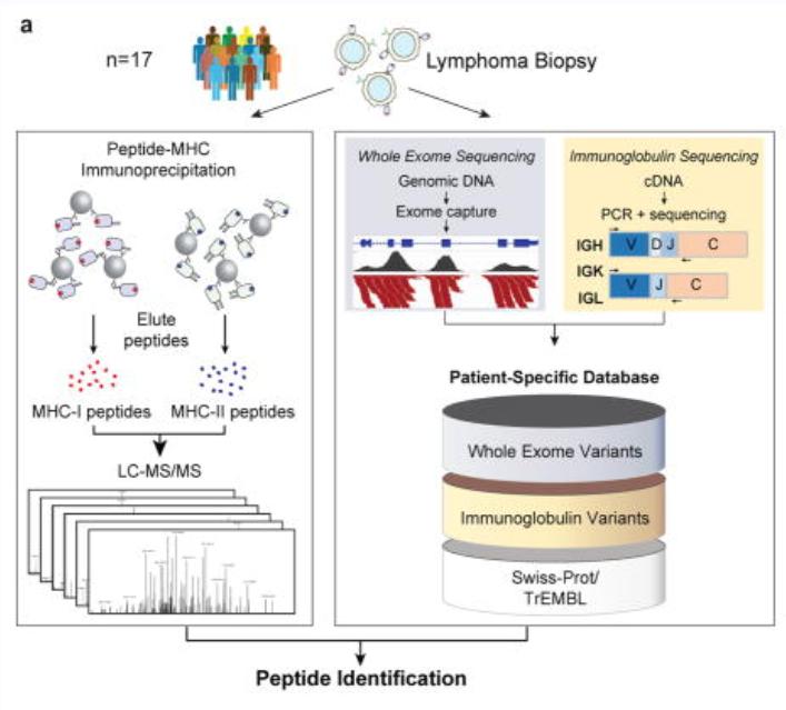 Peptide/Protein De Novo Sequencing