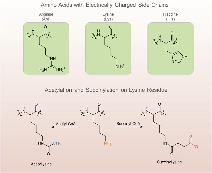 Succinylation changes protein size and charge, and increases mass by 100 Da and changes charge from a single positive to a single negative