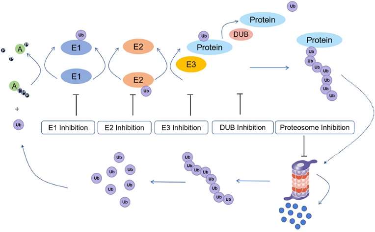 Ubiquitination process and potential drug inhibition targets