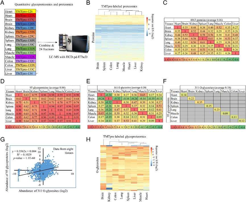 Decoding Tissue-Specific O-Glycoprotein Regulation: Insights from Mouse Glycoproteomics and Proteomics