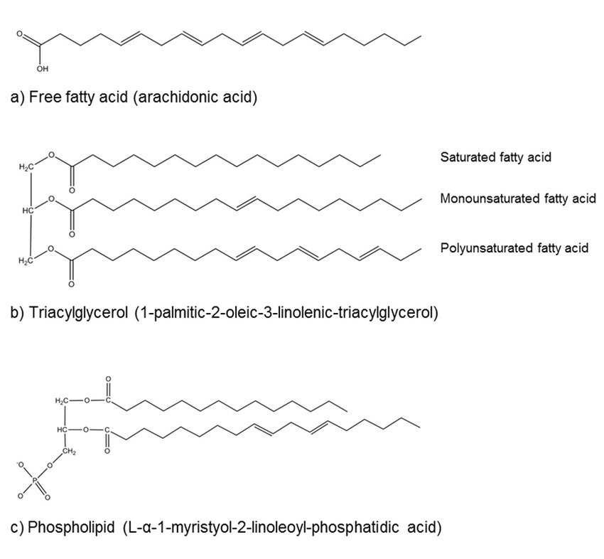 Structure of a free fatty acid (a), a triacylglycerol (b) and a phospholipid (c) 