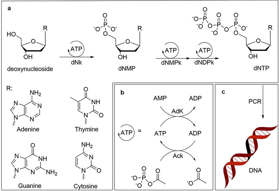 Deoxynucleotide triphosphates (dNTPs) and cyclic-di-AMP Analysis Service