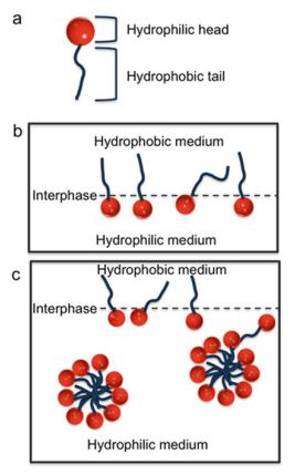 Diagram showing detergent molecular structure, alignment at hydrophobic and hydrophilic interface, and micelle formation at Critical Micelle Concentration (CMC).