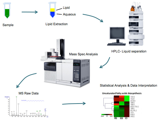 Diacylglycerols Analysis Workflo