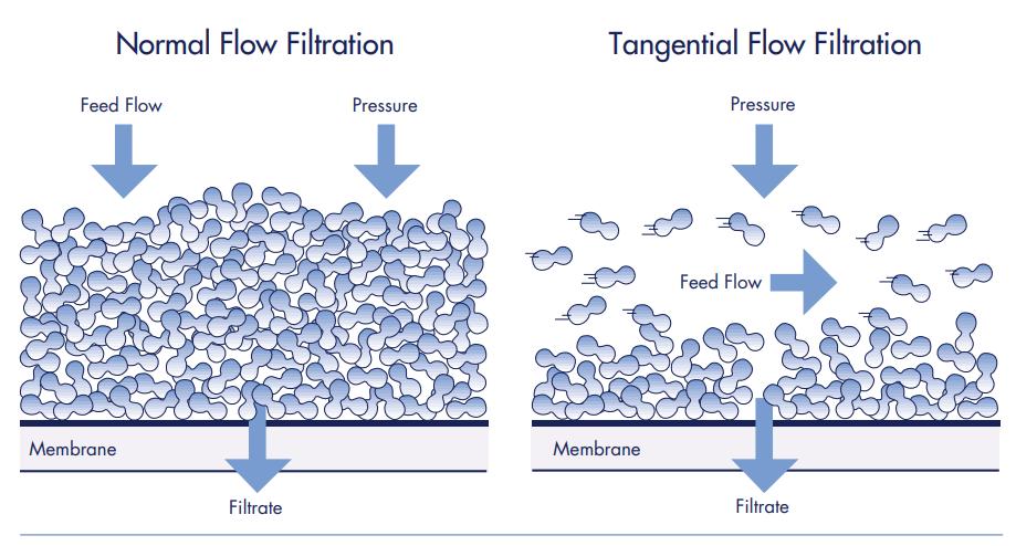 Diafiltration in Protein Purification