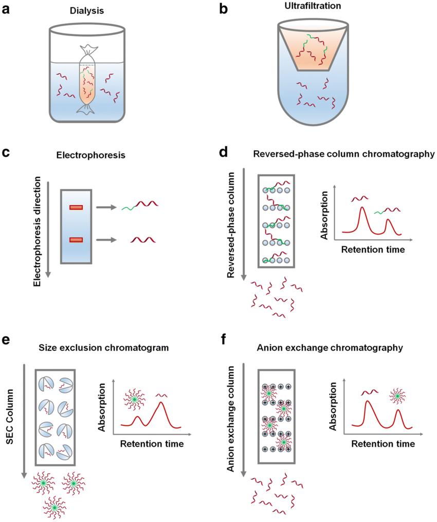 Dialysis in Protein Purification