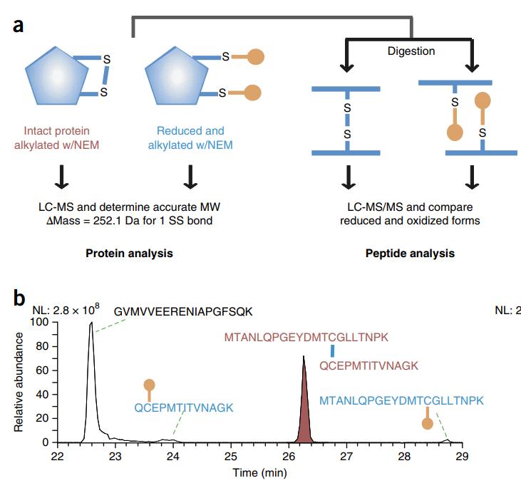 Principle of Disulfide Bond Mass Spectrometry Analysis