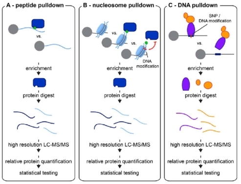 In vitro pulldown assays to study protein interactions with modified histone tails, DNA and assembled nucleosomes