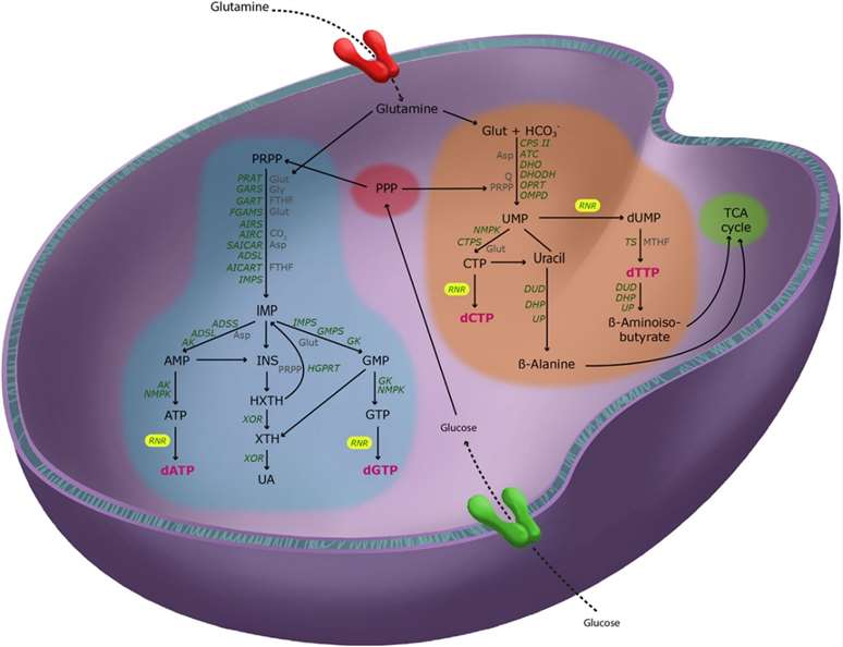 Pathways of deoxyribonucleotide metabolism in mammalian cells